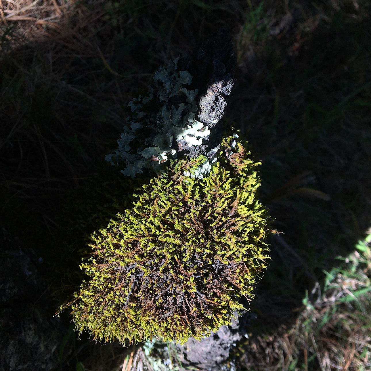 Bienes comunales de La Magdalena Atlitic